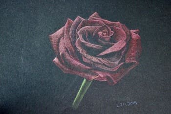 Rose - coloured pencil on black paper